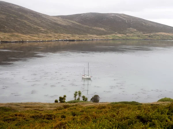 Coast Carcass Island Falkland Malvinas — Stock Photo, Image