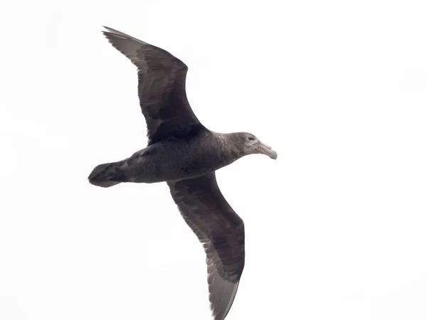Flying Southern Giant Petrel Macronectes Giganteus Carcass Island Falkland Malvinas — Stock Photo, Image
