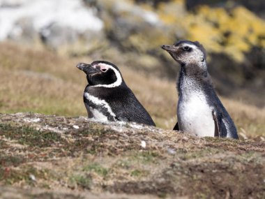Macellan pengueni, Spheniscus magellanicus, karkas, Falkland iç içe geçirme / Malvinas