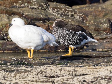  Çift Kelp kaz, Chloephaga boş, karkas Adası, Falkland-Malvinas