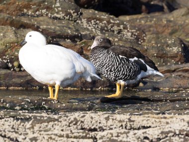  Çift Kelp kaz, Chloephaga boş, karkas Adası, Falkland-Malvinas