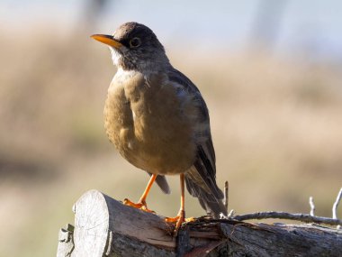 Falkland pamukçuk, Turdus f. faclandii, bu bir yerel endemik türler, karkas, Falkland / Malvinas