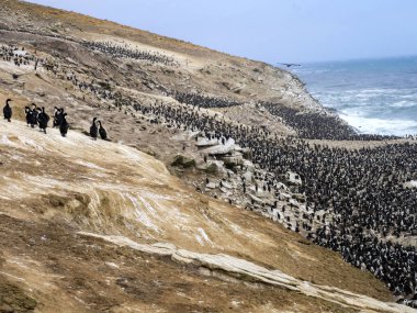 İmparatorluk Tepeli karabatak Phalacrocorax atriceps, karkas, Falkland büyük iç içe geçmiş koloni / Malvinas