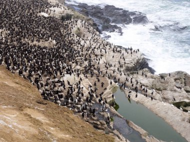 İmparatorluk Tepeli karabatak Phalacrocorax atriceps, karkas, Falkland büyük iç içe geçmiş koloni / Malvinas