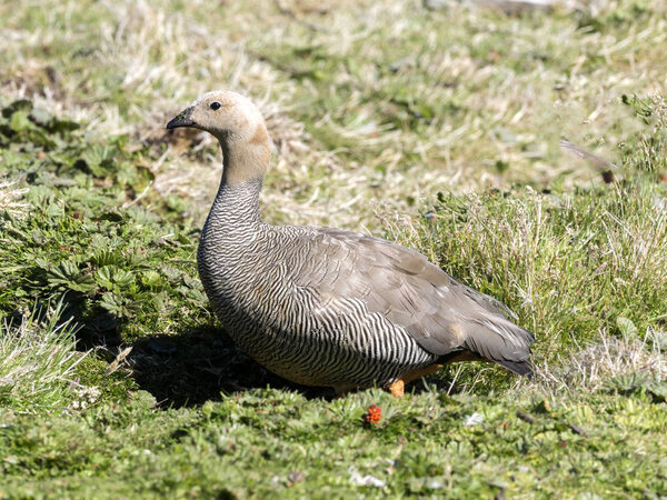 Ruddy-headed goose, Chloephaga rubidiceps is relatively rare, Carcass island, Falkland-Malvinas