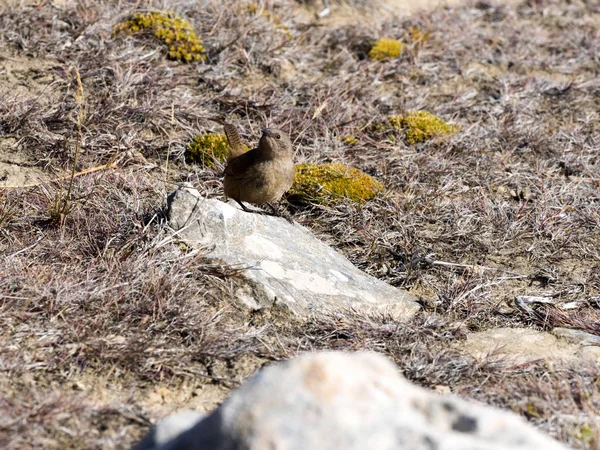 Oiseau Toscane Cinclodes Antarcticus Est Minuscule Oiseau Omniprésent Sur Les — Photo
