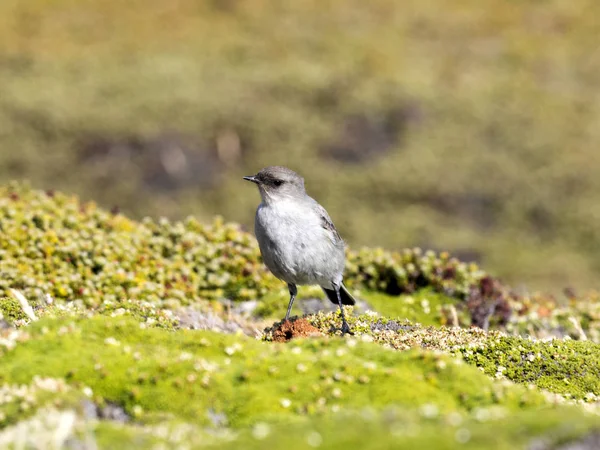 Tussock Bird Cinclodes Antarcticus Ist Auf Den Inseln Falkland Malvinas — Stockfoto