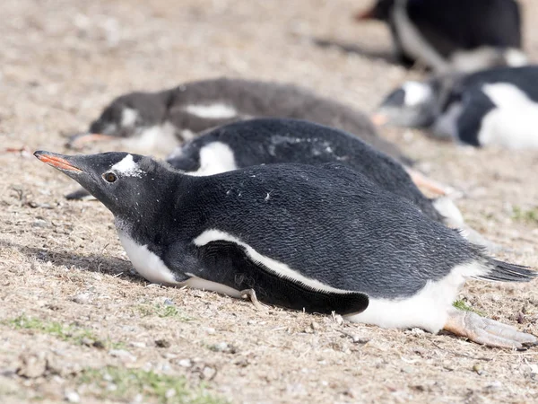 Gentoo Pinguim Pygoscelis Papua Ninhos Grandes Colônias Ilhas Malvinas — Fotografia de Stock