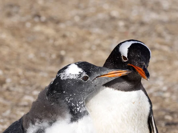 Pingouin Gentoo Pygoscelis Papouasie Nourrir Poussin Îles Malouines — Photo