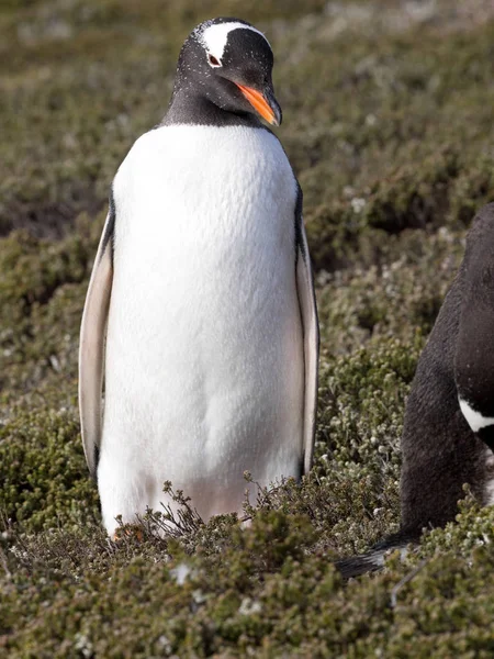 Gentoo Pinguim Pygoscelis Papua Ninhos Grandes Colônias Ilhas Malvinas — Fotografia de Stock