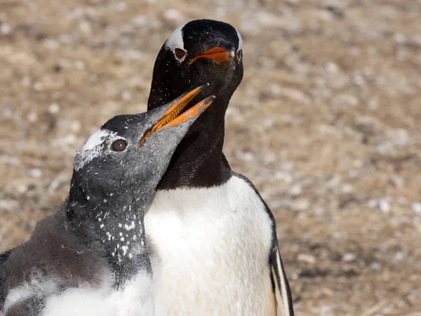 Pingouin Gentoo Pygoscelis Papouasie Nourrir Poussin Îles Malouines — Photo