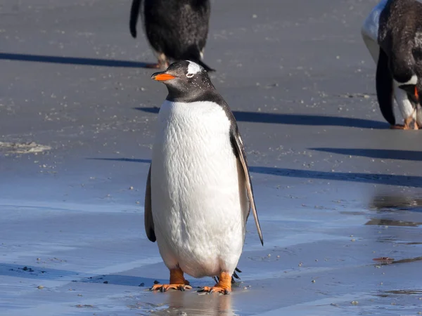 Gentoo Pinguim Pygoscelis Papua Ninhos Grandes Colônias Ilhas Malvinas — Fotografia de Stock