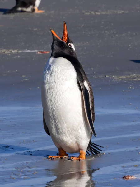 Pinguino Gentoo, Pygoscelis Papua, nidi in grandi colonie, Isole Falkland — Foto Stock