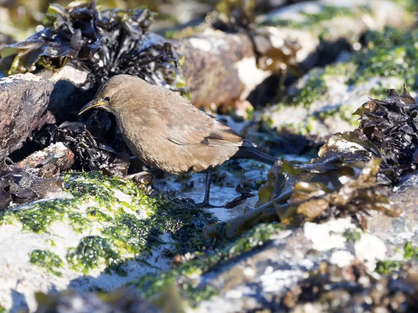 Tussock, Cinclodes a. antarcticus, kuştur her yerde küçük kuş, Falkland Adaları / Malvinas
