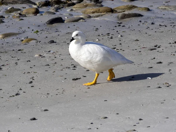 Den Manliga Kelp Gås Chloephaga Hybrida Carcass Island Falkland Malvinas — Stockfoto