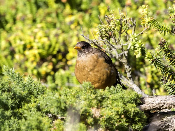 Falkendrossel Turdus Faclandii Ist Eine Einheimische Endemische Art Kadaver Falkland — Stockfoto