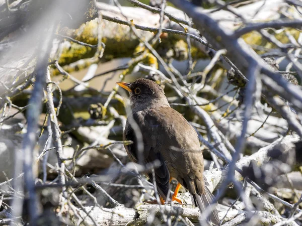 Falkland Pamukçuk Turdus Faclandii Bir Yerel Endemik Türler Karkas Falkland — Stok fotoğraf