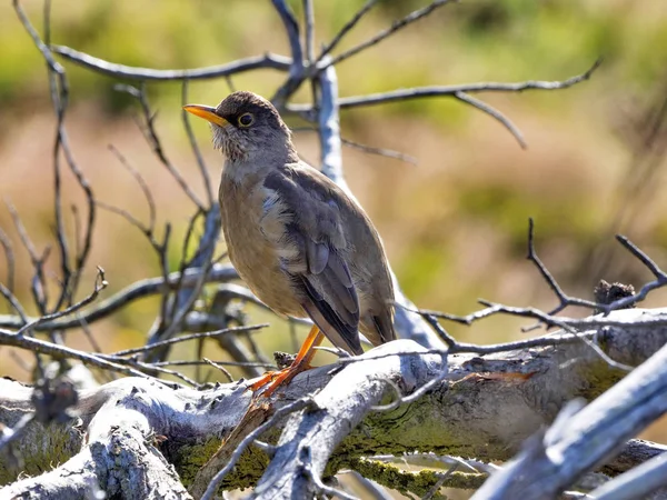 Falkland pamukçuk, Turdus f. faclandii, bu bir yerel endemik türler, karkas, Falkland / Malvinas