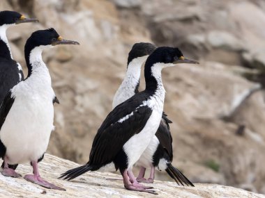 İmparatorluk Tepeli karabatak Phalacrocorax atriceps, karkas, Falkland büyük iç içe geçmiş koloni / Malvinas