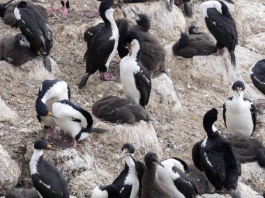 İmparatorluk Tepeli karabatak Phalacrocorax atriceps, beslenen piliç, karkas, Falkland / Malvinas