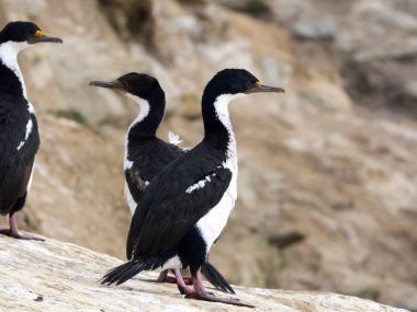 İmparatorluk Tepeli karabatak Phalacrocorax atriceps, karkas, Falkland büyük iç içe geçmiş koloni / Malvinas