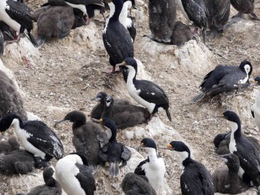 İmparatorluk Tepeli karabatak Phalacrocorax atriceps, beslenen piliç, karkas, Falkland / Malvinas