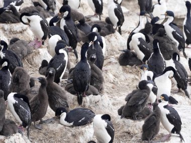 İmparatorluk Tepeli karabatak Phalacrocorax atriceps, beslenen piliç, karkas, Falkland / Malvinas