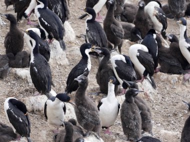 İmparatorluk Tepeli karabatak Phalacrocorax atriceps, beslenen piliç, karkas, Falkland / Malvinas