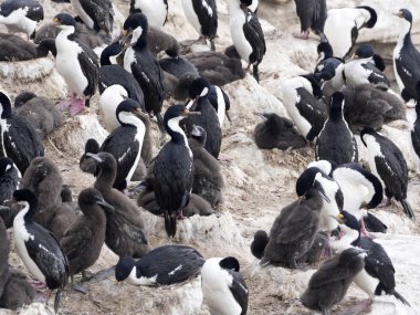 İmparatorluk Tepeli karabatak Phalacrocorax atriceps, karkas, Falkland büyük iç içe geçmiş koloni / Malvinas