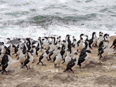 İmparatorluk Tepeli karabatak Phalacrocorax atriceps, karkas, Falkland büyük iç içe geçmiş koloni / Malvinas