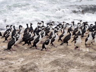 İmparatorluk Tepeli karabatak Phalacrocorax atriceps, karkas, Falkland büyük iç içe geçmiş koloni / Malvinas