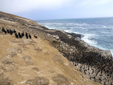 İmparatorluk Tepeli karabatak Phalacrocorax atriceps, karkas, Falkland büyük iç içe geçmiş koloni / Malvinas