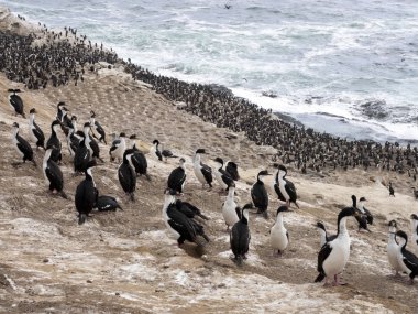 İmparatorluk Tepeli karabatak Phalacrocorax atriceps, karkas, Falkland büyük iç içe geçmiş koloni / Malvinas