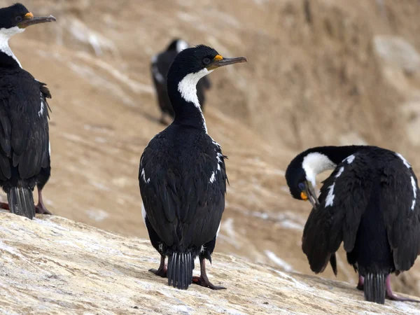 Kékszemű Kárókatona Phalacrocorax Atriceps Hasított Falkland Nagy Fészkelő Kolónia Malvinas — Stock Fotó