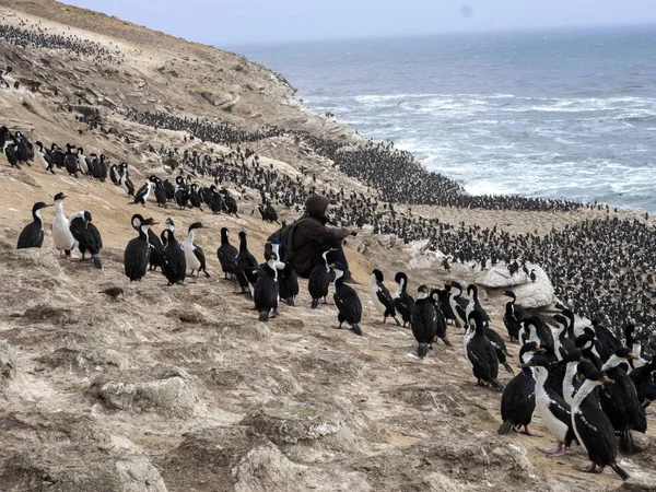 Dużej Kolonii Lęgowych Imperial Shag Phalacrocorax Atriceps Tuszy Falklandy Malwiny — Zdjęcie stockowe