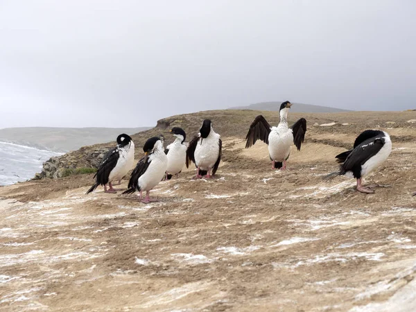 Große Brutkolonie Von Kaisershag Phalacrocorax Atriceps Kadaver Falklandinseln Malvinas — Stockfoto