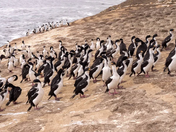 İmparatorluk Tepeli karabatak Phalacrocorax atriceps, karkas, Falkland büyük iç içe geçmiş koloni / Malvinas