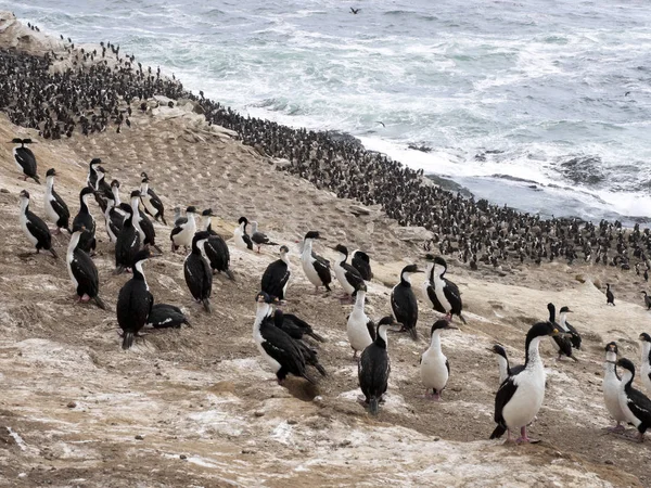 Dużej Kolonii Lęgowych Imperial Shag Phalacrocorax Atriceps Tuszy Falklandy Malwiny — Zdjęcie stockowe