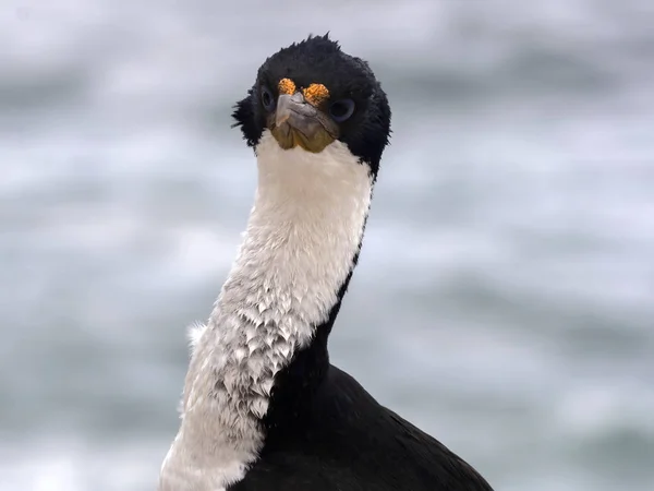 Portre Mparatorluk Karabatak Phalacrocorax Atriceps Karkas Falkland Malvinas — Stok fotoğraf