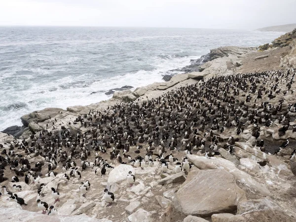 Stor Häckande Koloni Imperial Shag Phalacrocorax Atriceps Carcass Falklandsen Malvinas — Stockfoto