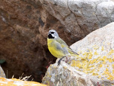 Erkek Carduelis barbata, siyah iskete, karkas Adası, Falkland-Malvinas günah