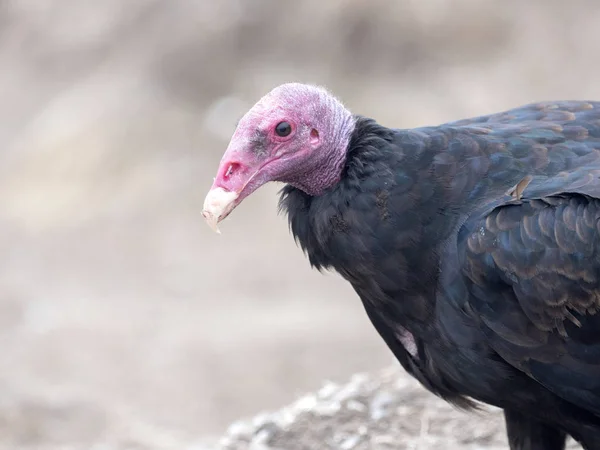 Portret Kalkoengier Cathartes Aura Karkas Falkland Malvinas — Stockfoto