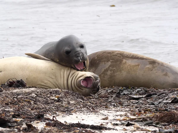 Foca Elefante Del Sur Mirounga Leonina Gusta Utilizar Resto Algas — Foto de Stock