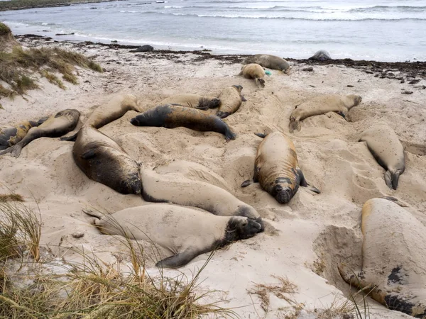 Güney Deniz Fili Mirounga Leonina Rahatlayın Plajda Karkas Falkland Malvinas — Stok fotoğraf