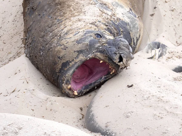 Portrait Male South Elephant Seal Mirounga Leonina Carcass Falkland Malvinas — Stock Photo, Image