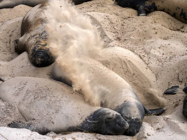 南象海豹 Mirounga 蛔虫扔沙子 以摆脱旧皮肤 福克兰群岛 马尔维纳斯 — 图库照片