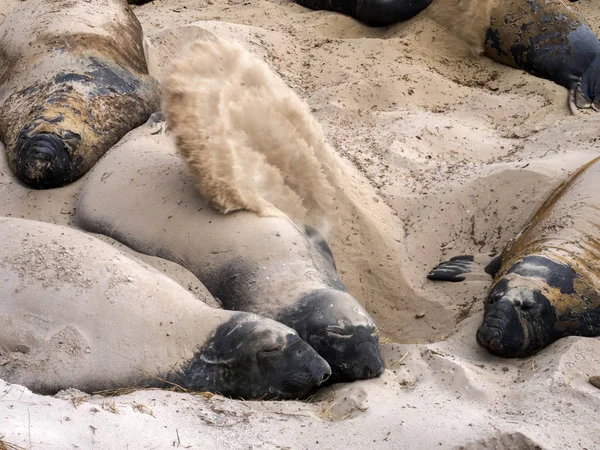 南象海豹 Mirounga 蛔虫扔沙子 以摆脱旧皮肤 福克兰群岛 马尔维纳斯 — 图库照片