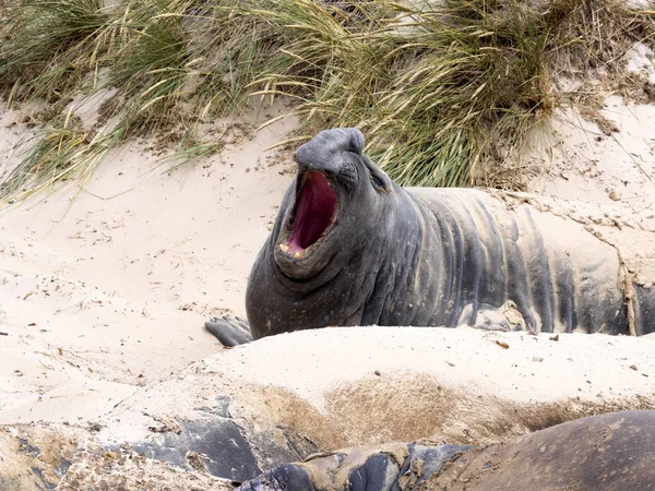 Elefante Del Sur Mirounga Leonina Relajarse Playa Carcasa Malvinas Malvinas — Foto de Stock