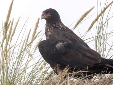 Dikey çizgili caracara, Phalcoboenus australis, karkas Adası, Falkland-Malvinas
