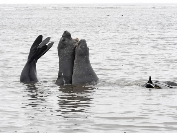 South Male Elephant Seal Mirounga Leonina Ensaiar Luta Para Fêmeas — Fotografia de Stock